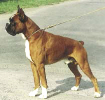 фото собаки - немецкого боксера